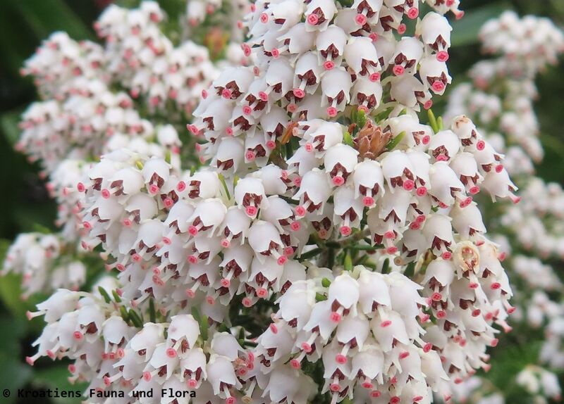 Datei:Erica arborea Linné, 1753 Vir 240308 7040 D.JPG