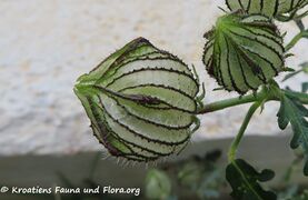 Knospe, Zadar 11/2021