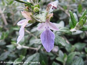 TeucFrut Blü1 Zad 160209 8040.jpg