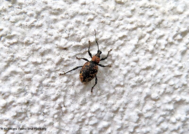 Datei:210507 2153 D.JPG