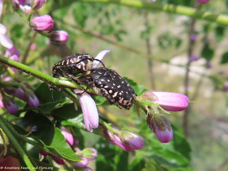 Datei:220514 2761 D.JPG