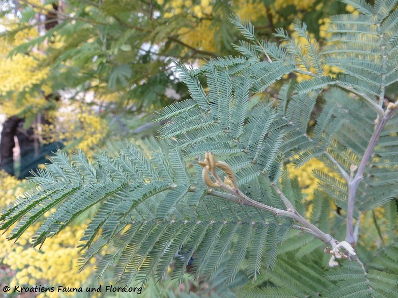 Datei:Acacia dealbata Link, 1822 SvFiJa180129 10664 txt.jpg