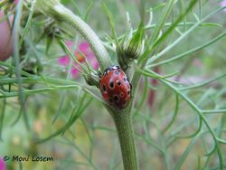 AnaOcel WFlo 151011 2372.jpg