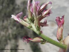 Otok Vir 03/2014 – Eventuell spp. illyricus