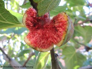 FicusCarica Fru2 Vir 121016 3385.jpg