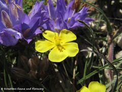 Mit Edraianthus graminifolius DC, 1839 var. Croaticus - Büschelglockenblume, hrvatsko zvonce, Vrsi 05/2013