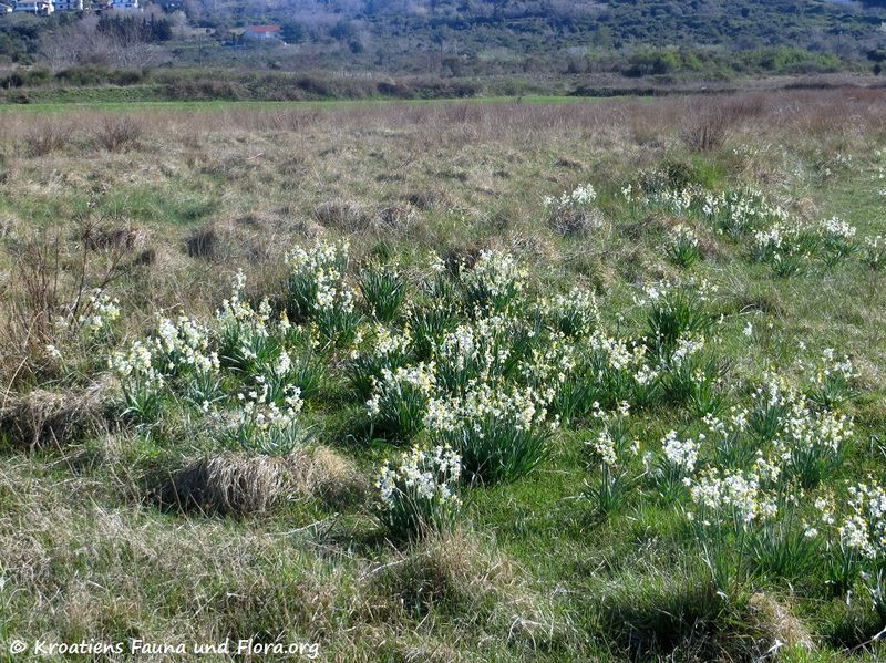 Datei:Narcissus tazetta Linné, 1753 Ljubač 170329 6984.jpg