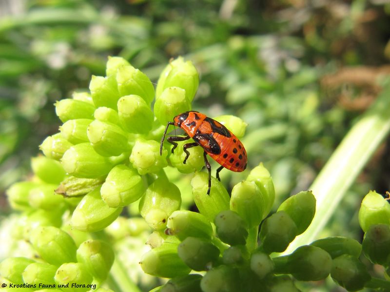 Datei:Spilostethus saxatilis Scopoli, 1763 Vir 130907 4077 d.jpg