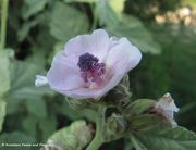 Eibisch, bijeli sljez. Fundort: Vransko Jezero, Heilpflanze, Essbare Pflanzen