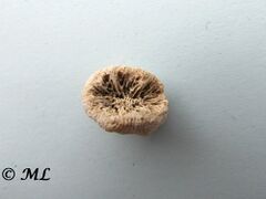 Skelett, Vir 01/2011