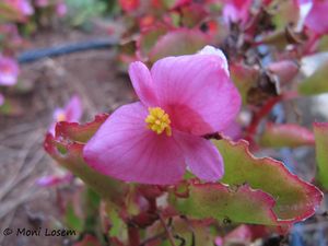 BegoSemp Nin 151003 2085.jpg