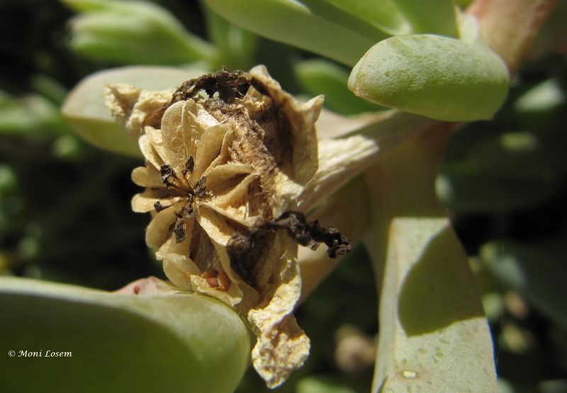 Datei:Carpobrotus rossii (Haworth) Schwantes, 1928, Vir 110906 44.jpg