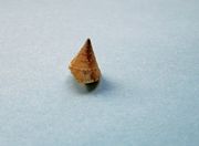 Clelandella miliaris Brochhi, 1814, Fundort: Vir 06/2009, Meerestier