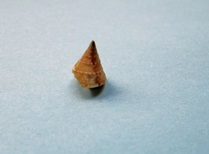 CleMil Vir 090621 02.jpg