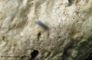 Ctenolepisma lineata Fabricius, 1775 Vir 180516 13689.jpg