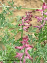 FumaOff Nin 110423 384.jpg