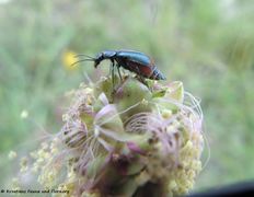 ♀, Otok Vir 04/2014