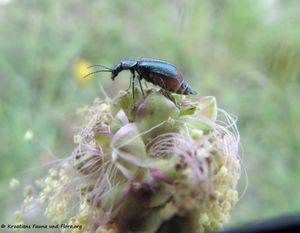 Malachius bipustulatus Linné, 1758 Vir 140427 2613.jpg