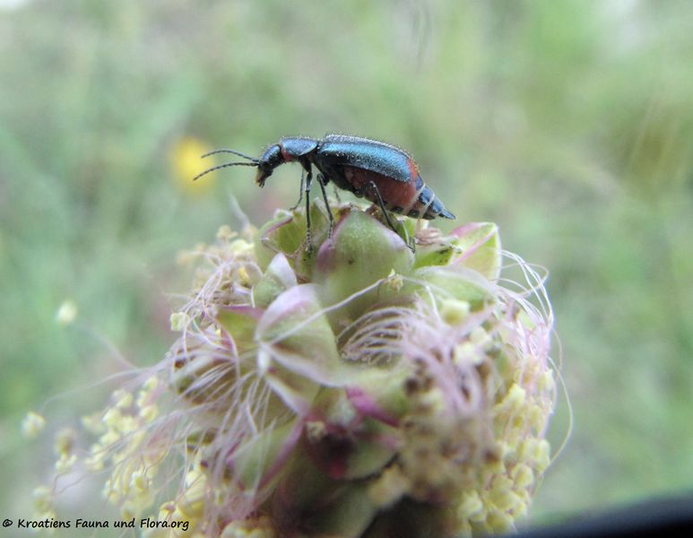 Datei:Malachius bipustulatus Linné, 1758 Vir 140427 2613.jpg