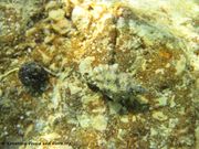 Murexsul cevikeri Houart, 2000. Fundort: Vir 09/2012, Meerestier