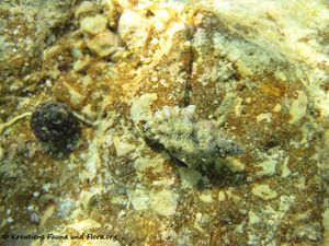 Murexsul cevikeri Houart, 2000 Vir 120911 2151.jpg