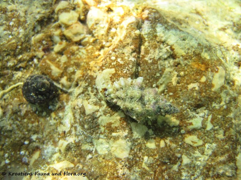 Datei:Murexsul cevikeri Houart, 2000 Vir 120911 2151.jpg