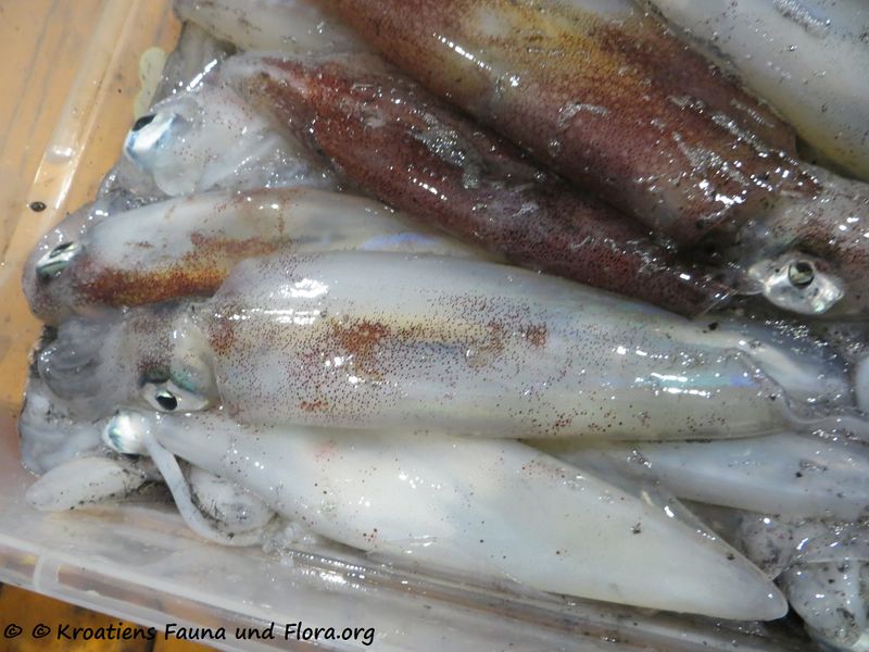 Datei:191109 2191.jpg