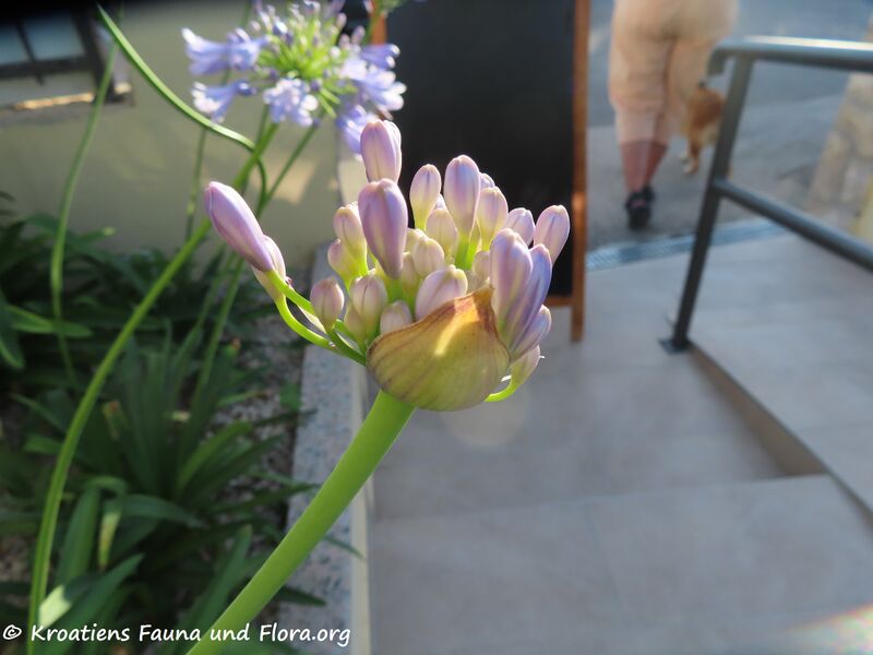 Datei:Agapanthus praecox Willdenow, 1809 Zat 220618 2851.JPG