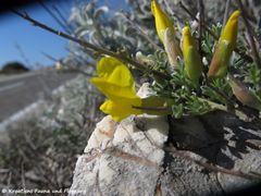 Otok Pag, D 106 bei Šimuni 03/2019