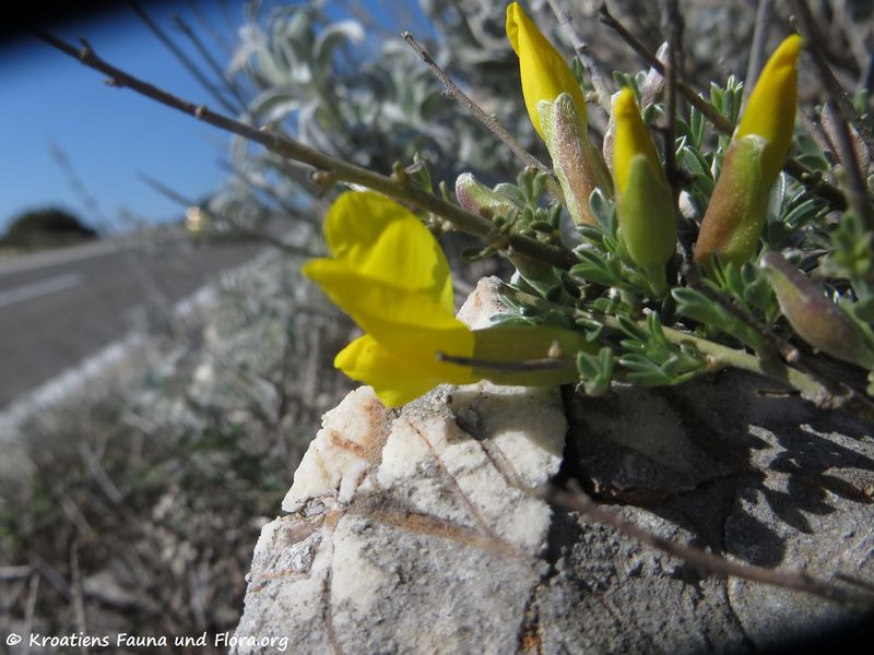 Datei:AgrZan Pag 190331 0606.JPG