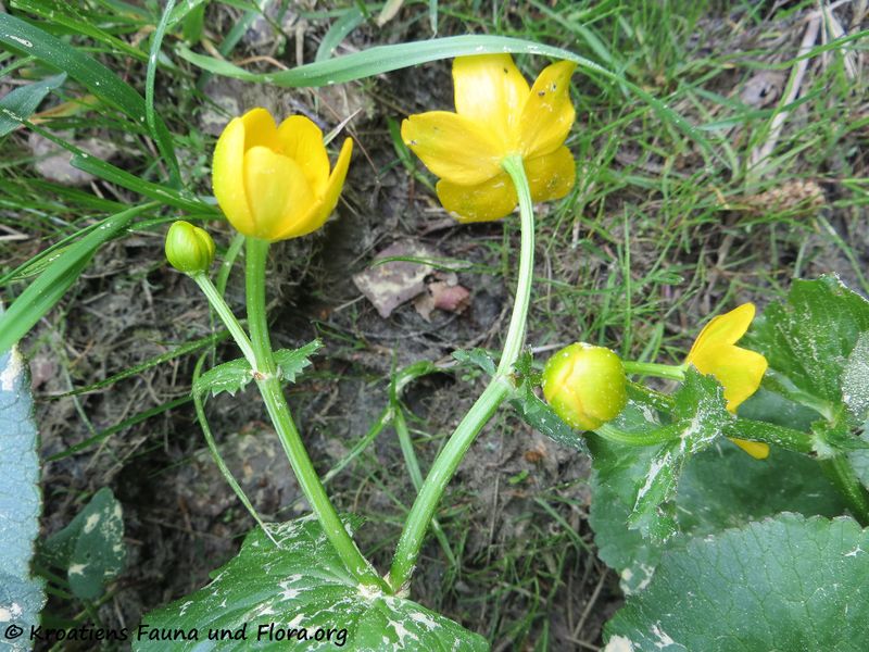 Datei:Caltha palustris Linné, 1753 KulMoo 180502 13471.JPG