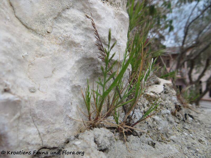 Datei:Catapodium rigidum Vir 170427 7304.jpg