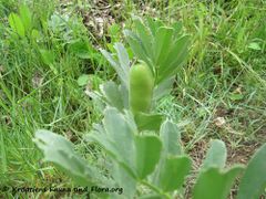 Vicia faba Linné, 1753 Suk 160515 8582.jpg