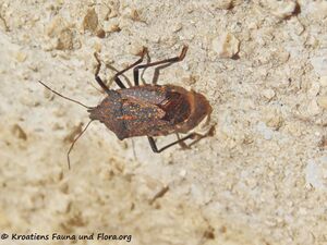 Apodiphus amygdali Germar, 1817 Vir 211001 2733.jpg