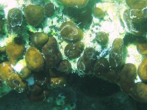 ChonNuc Vir 110616 11.JPG