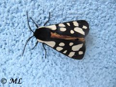 ♂ dorsal, Vir 04/2014,