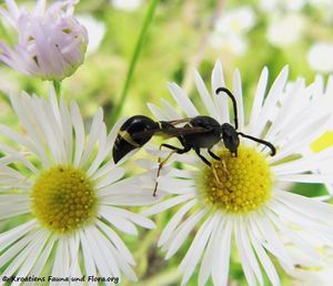 EumenCorona Wolk 120924 3022d.jpg