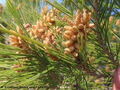 Pollenflug, Vir 03/2022