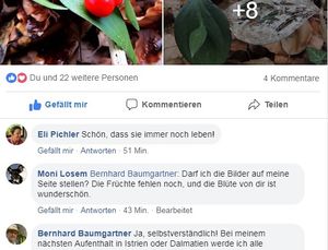 Ruscus hypo Erlaubnis Wiki.jpg