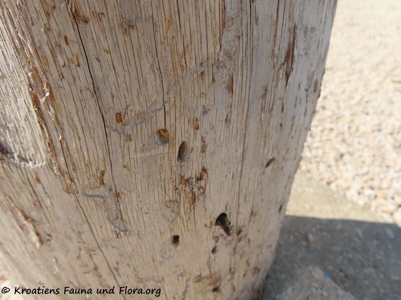 Datei:220514 2767 k.jpg