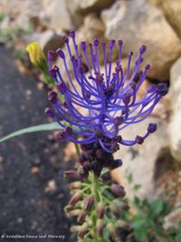 LeopComo Vir 120505 156 Blü st.JPG