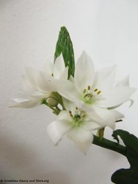 OrnithoThyrs Pfaff 120131 305.jpg