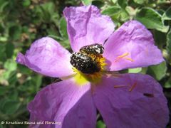 Auf Cistus incanus Linné, 1753 - Graubehaarte Zistrose, rdeči brškin, Otok Vir 05/2012
