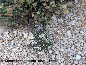 PetroSaxi Leb Kam 200914 1335.JPG