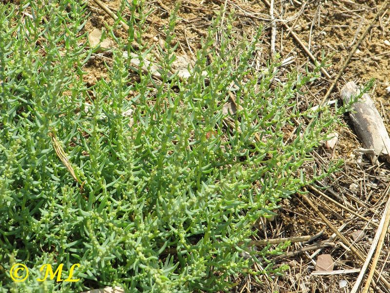 Datei:Salsola soda Linné, 1753 Vir 110908 27.jpg