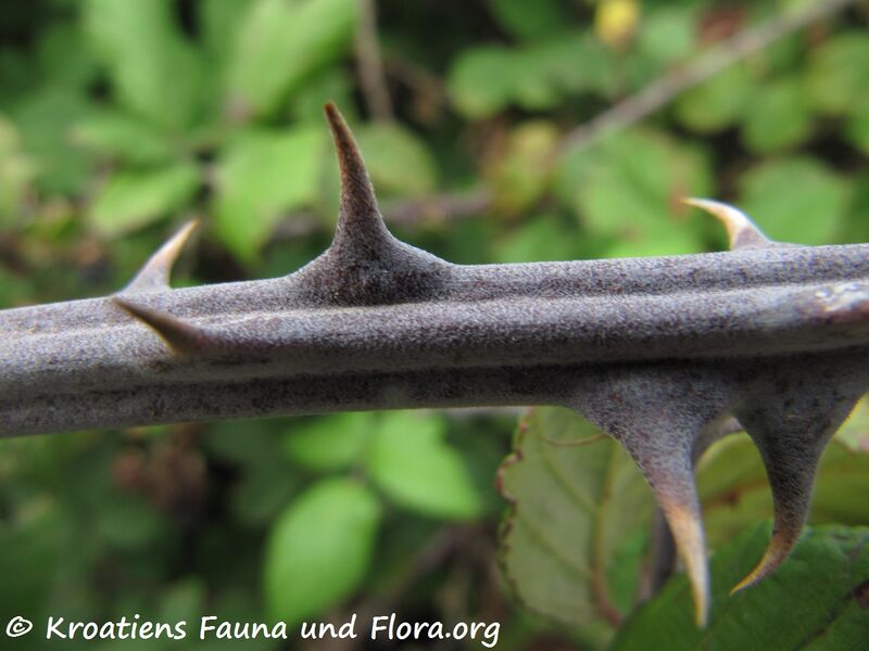 Datei:Stä RubUlm Vir 110907 83.jpg