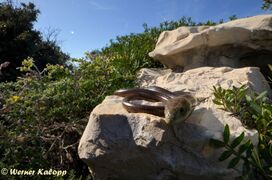 Insel Vir 09/2019, © Werner Kalopp