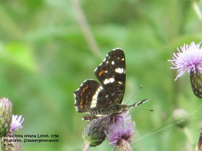 Ara leva Pfa 120705 19.jpg