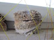 Chama gryphoides Linné, 1758 - Mittelmeer-Hufmuschel, Fundort: Privlaka 08/2012, Meerestier