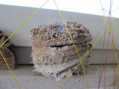 Uralte Muschel, Privlaka 08/2012